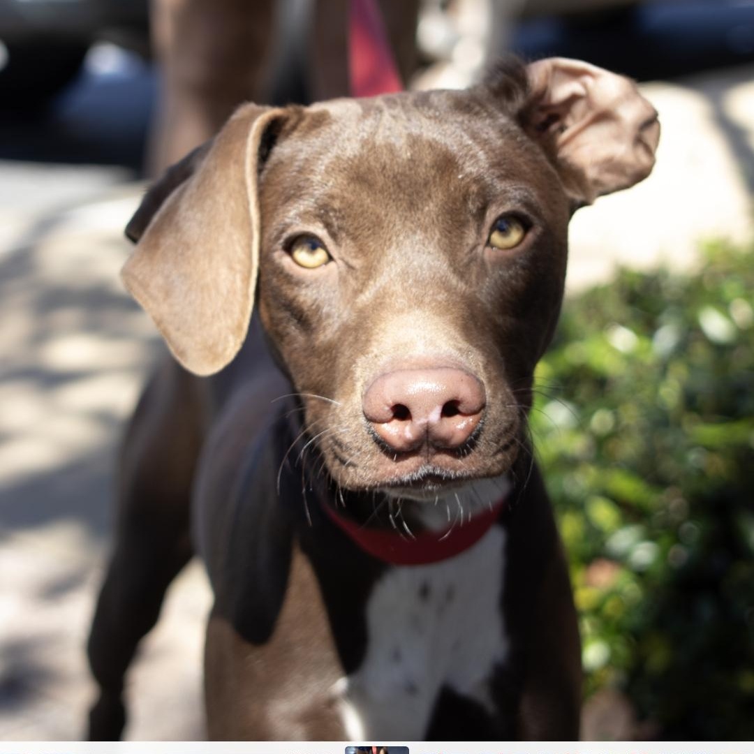 Thing 1, Adoptable, Young Male Chocolate Labrador Retriever.