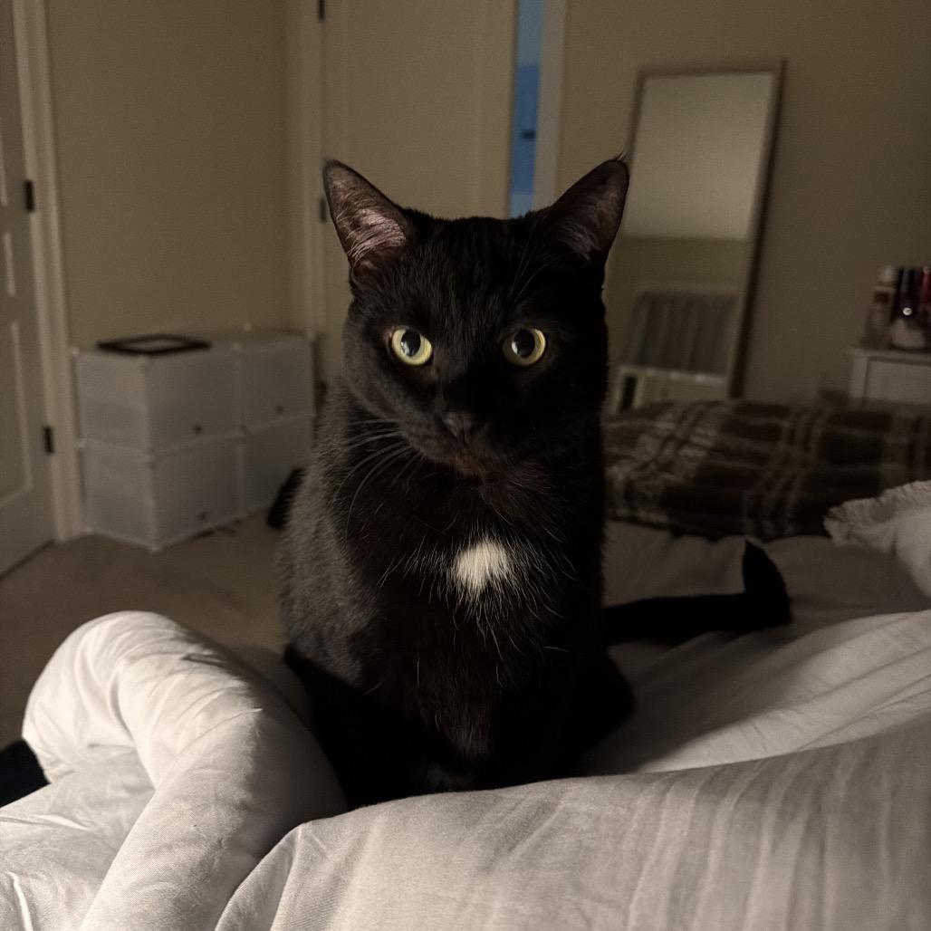 Enlarge Dee Dee Mama ARC2026-087, a Adoptable Domestic Short Hair in Akron, NY image 1/2