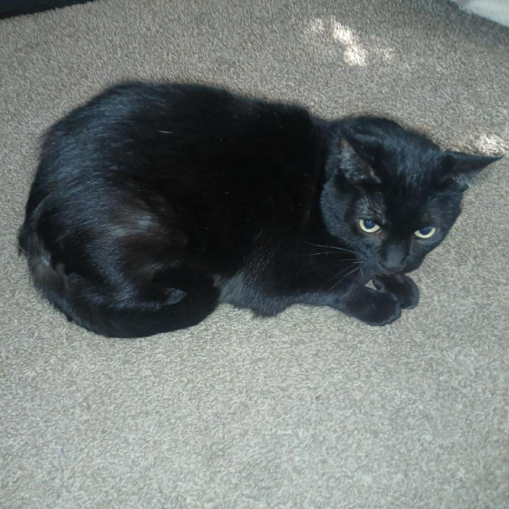 Dee Dee Mama ARC2026-087, Adoptable, Adult Female Domestic Short Hair.