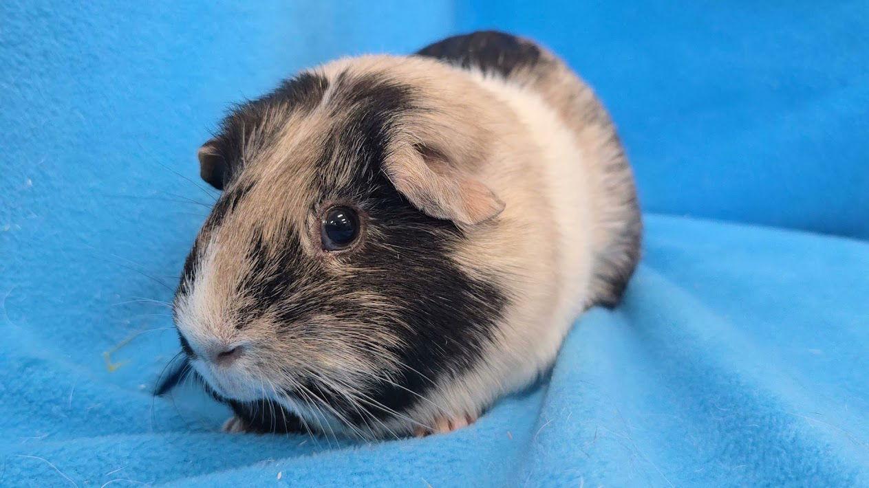 Moo, Coco, Gus Gus, Adoptable, Baby Female Guinea Pig.