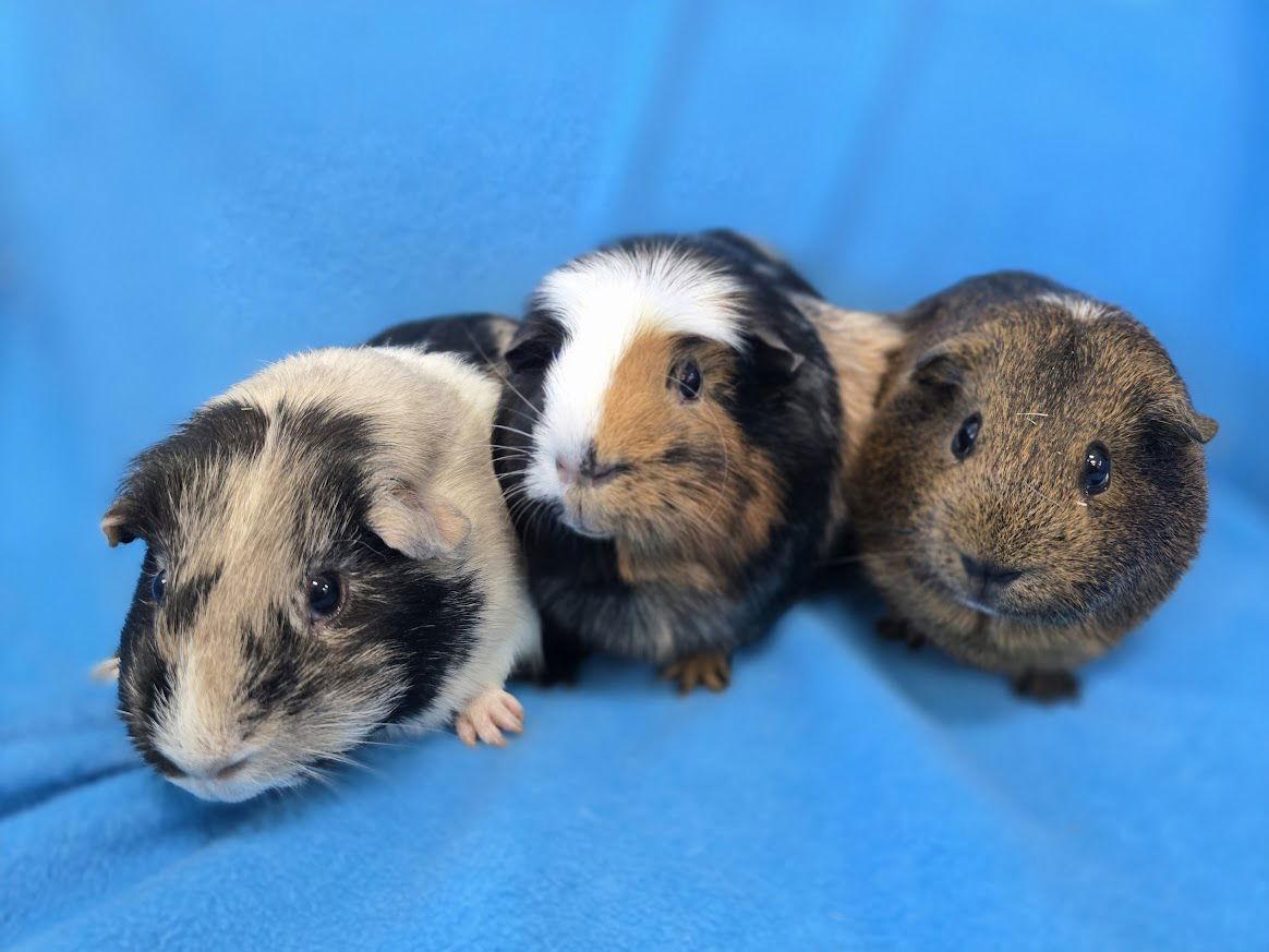 Moo, Coco, Gus Gus, a Adoptable Guinea Pig in Baton Rouge, LA image 2/3