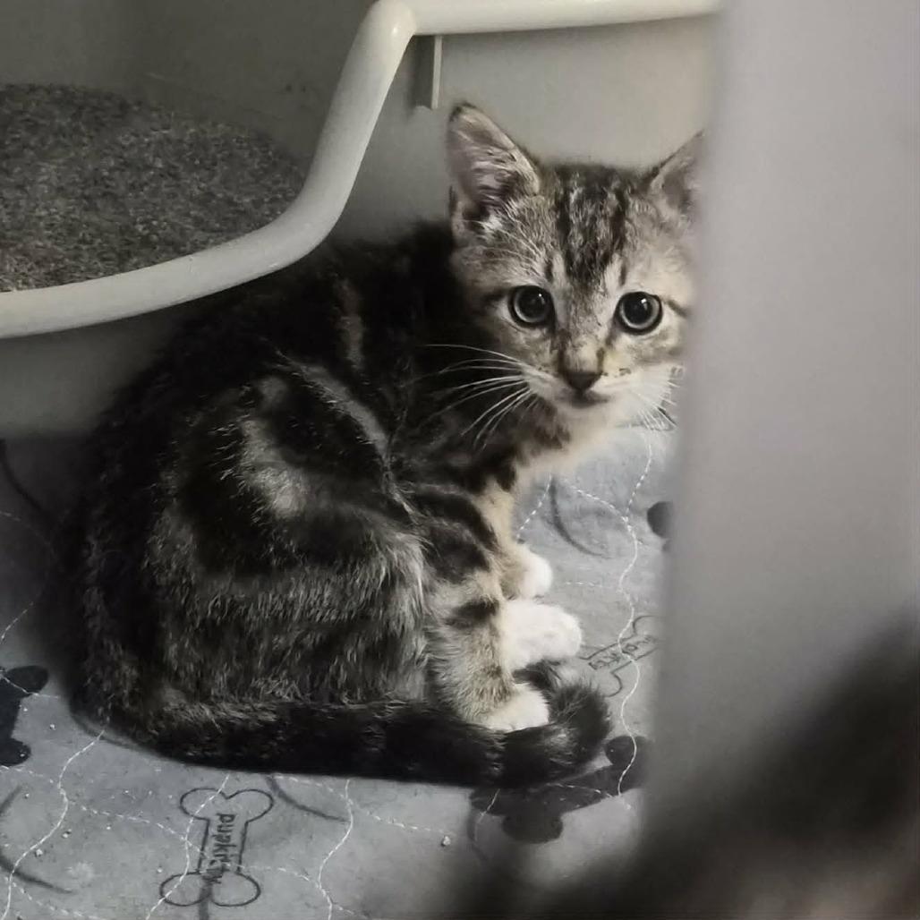 Fable, Adoptable, Kitten Male Domestic Short Hair.