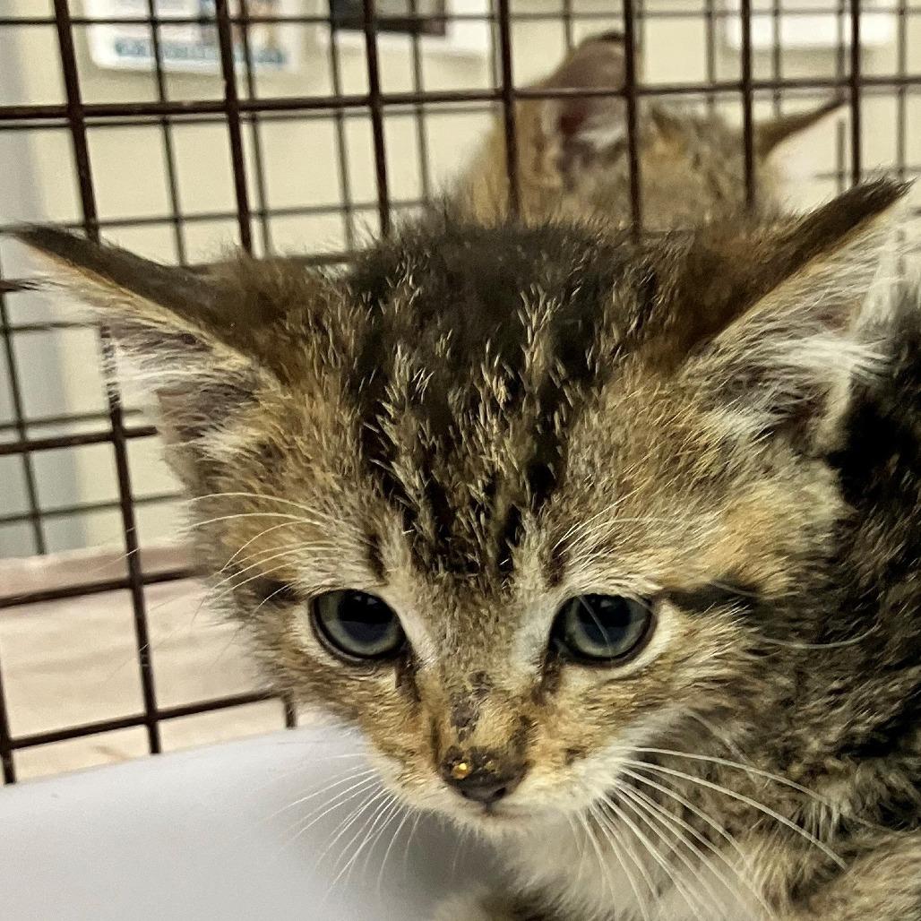 Enlarge Fable, a Adoptable Domestic Short Hair in Las Cruces, NM image 2/3