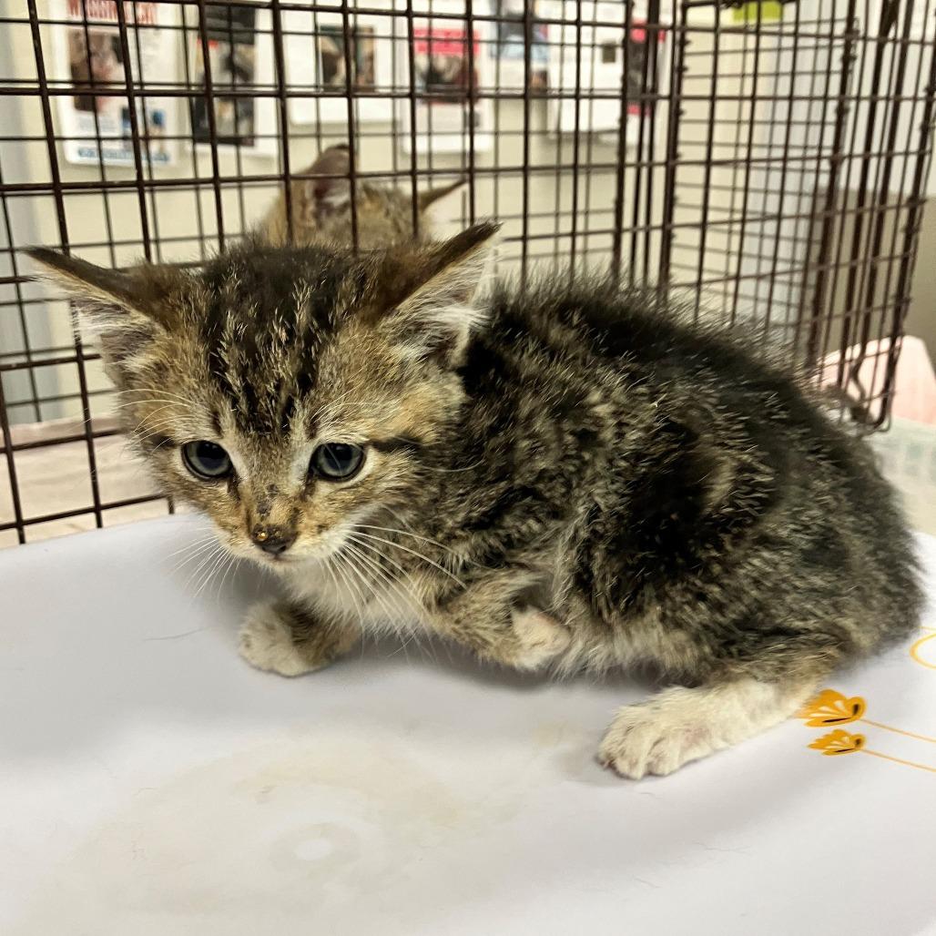 Enlarge Fable, a Adoptable Domestic Short Hair in Las Cruces, NM image 3/3