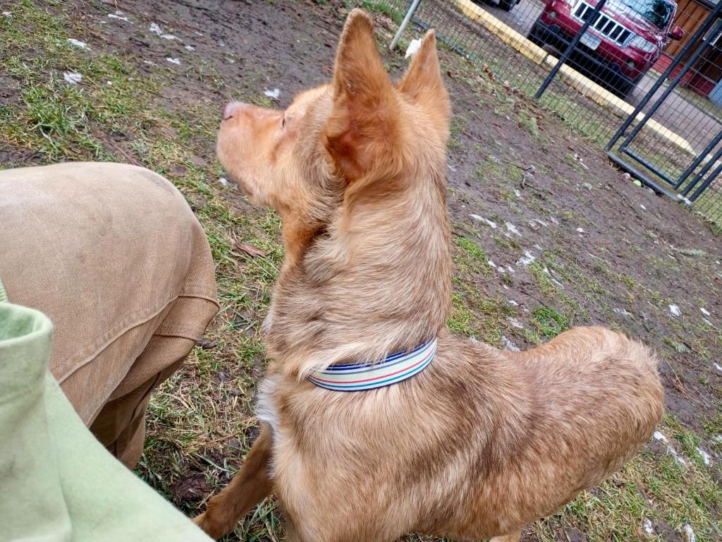 Enlarge Tiger, a Adoptable Shepherd in Thompson Falls, MT image 1/3