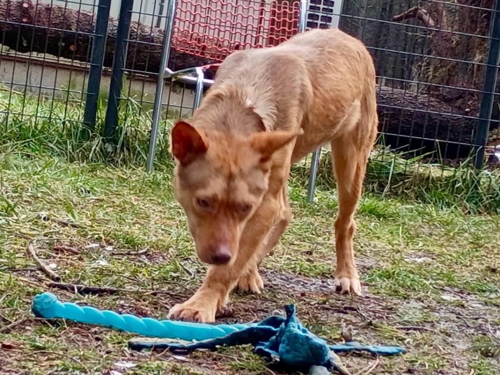 Enlarge Tiger, a Adoptable Shepherd in Thompson Falls, MT image 2/3