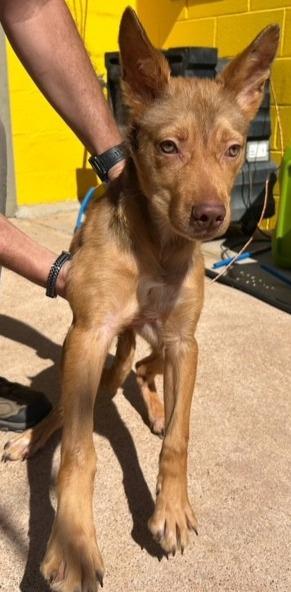 Enlarge Tiger, a Adoptable Shepherd in Thompson Falls, MT image 3/3