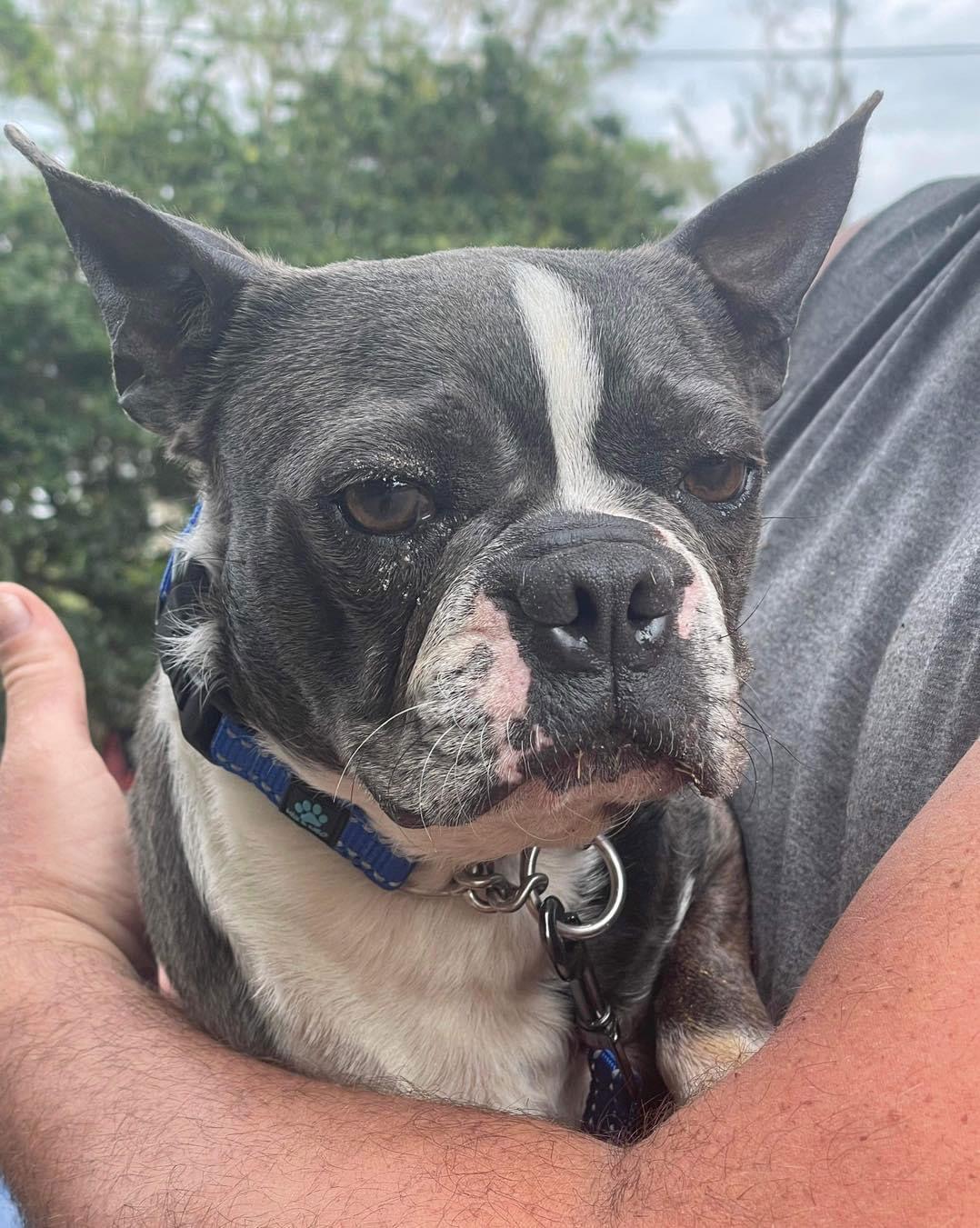 Zeke, Adopted, Young Male Boston Terrier.