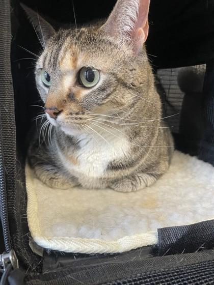 Pennie, Adoptable, Adult Female Domestic Short Hair & Domestic Short Hair.