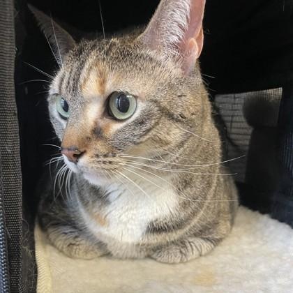 Enlarge Pennie, a Adoptable mixed breed in Lawrenceville, GA image 1/1