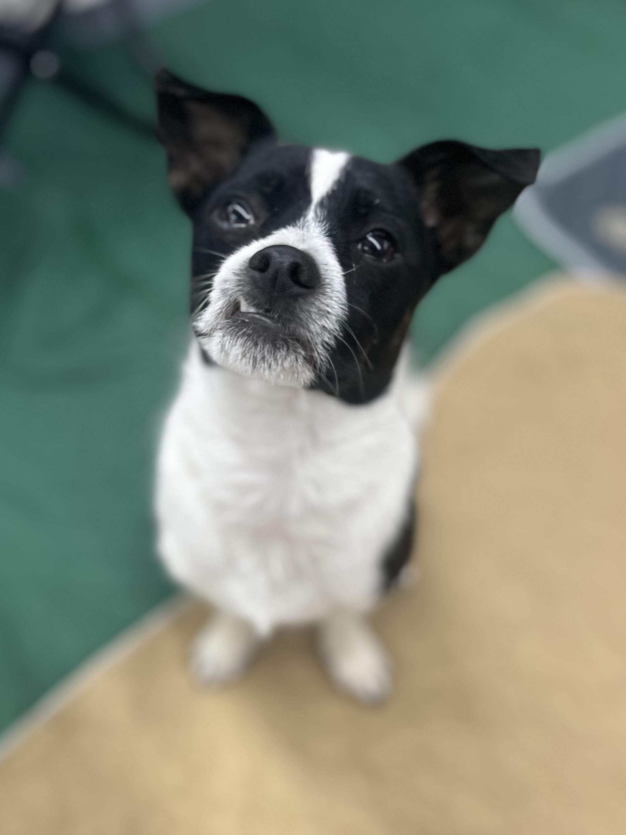 Enlarge Pepe, a Adoptable mixed breed in Elkhorn, WI image 2/2