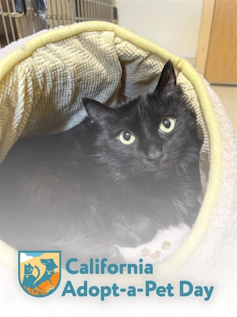 SASSY, Adoptable, Adult Male Bombay.