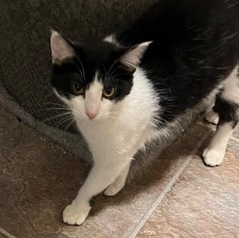 BONNIE, Adoptable, Young Female Tuxedo.