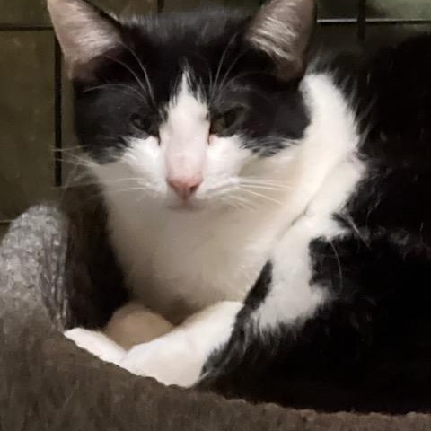 BONNIE, a Adoptable Tuxedo in Lake Ozark, MO image 2/3