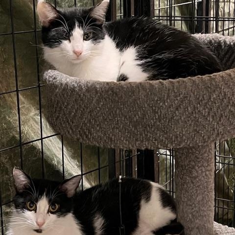 BONNIE, a Adoptable Tuxedo in Lake Ozark, MO image 3/3