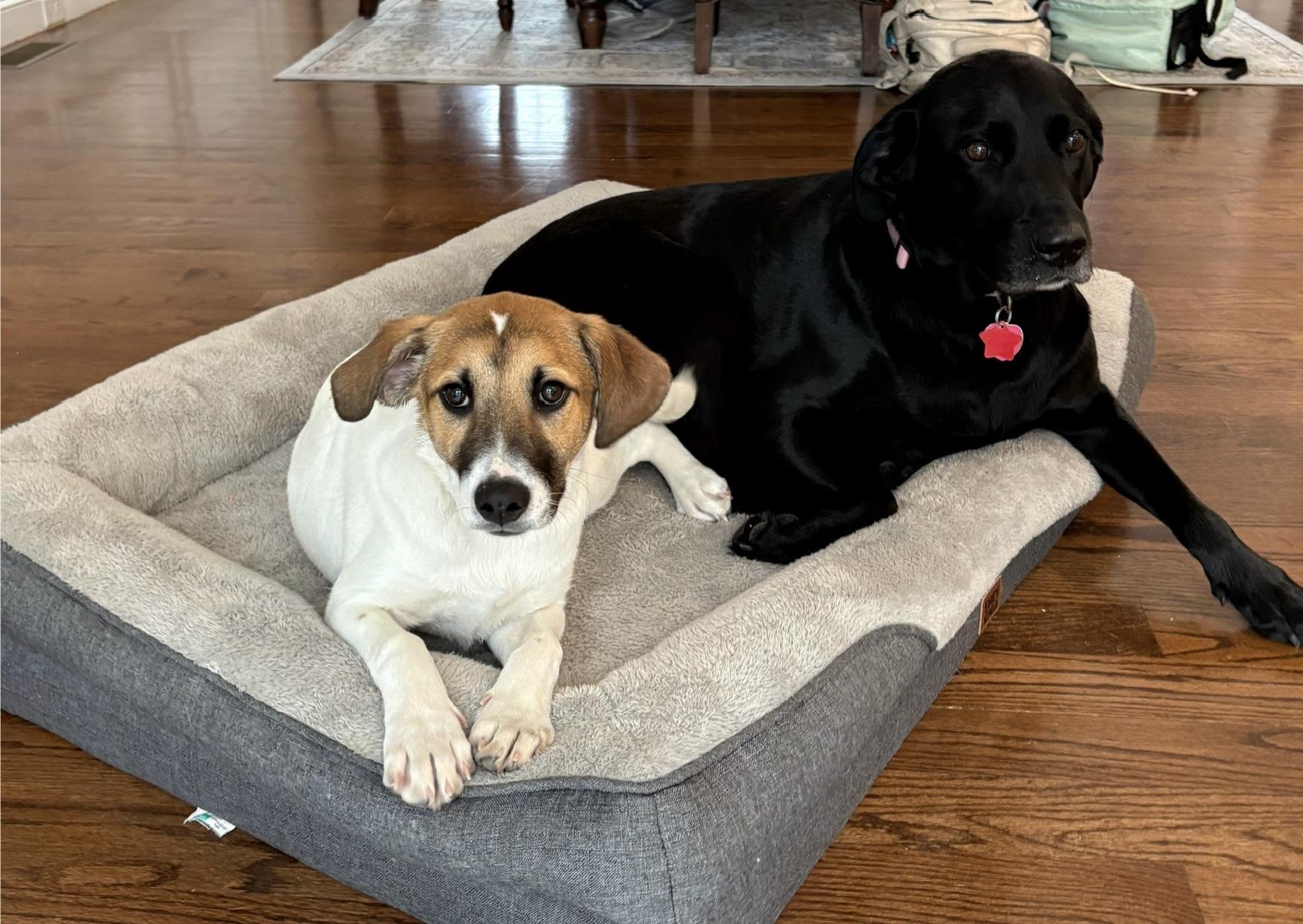 Bindi Best — thumbnail 2