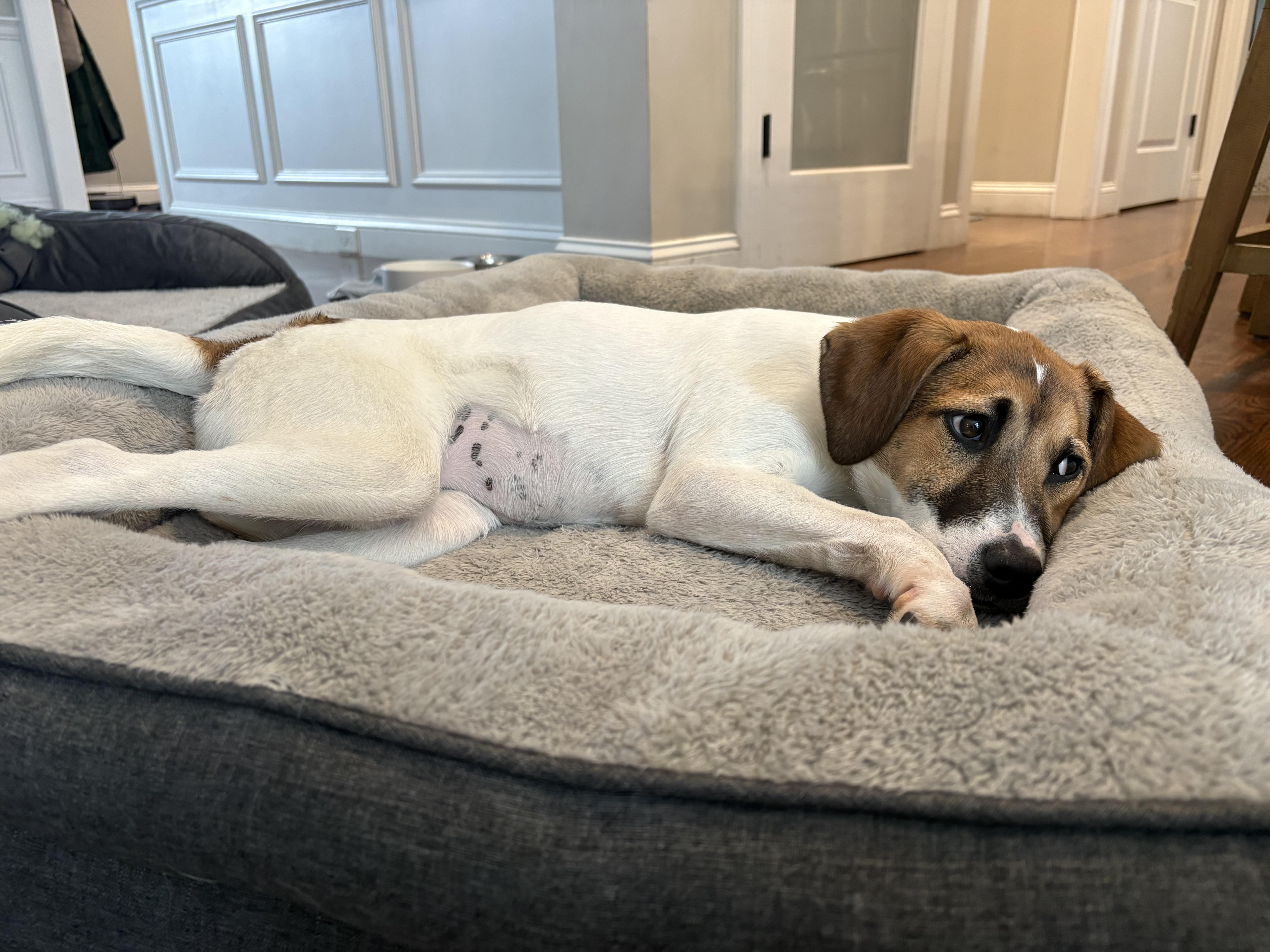 Bindi Best — thumbnail 4