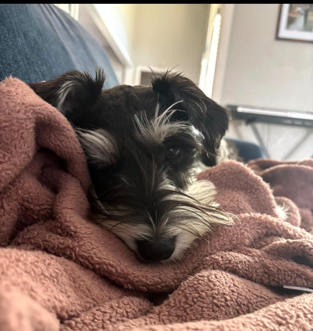 Aiden 2044, a ADOPTABLE Miniature Schnauzer in Carrollton, TX image 1/4