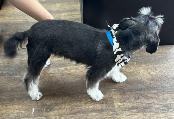 Aiden 2044, a ADOPTABLE Miniature Schnauzer in Carrollton, TX image 3/4