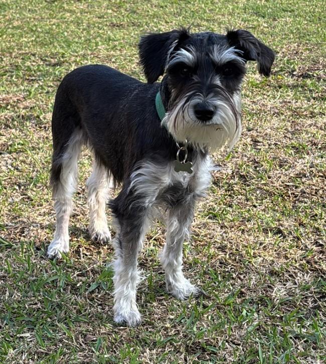 Aiden 2044, a ADOPTABLE Miniature Schnauzer in Carrollton, TX image 2/4