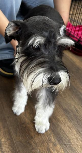 Aiden 2044, a ADOPTABLE Miniature Schnauzer in Carrollton, TX image 4/4