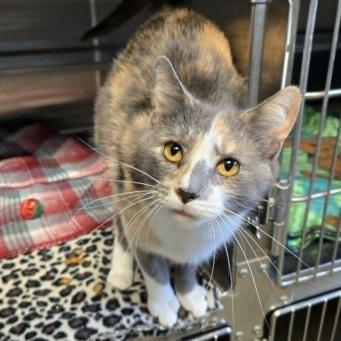 Enlarge Lavender (At Petco), a ADOPTABLE Domestic Short Hair in Watertown, WI image 3/3