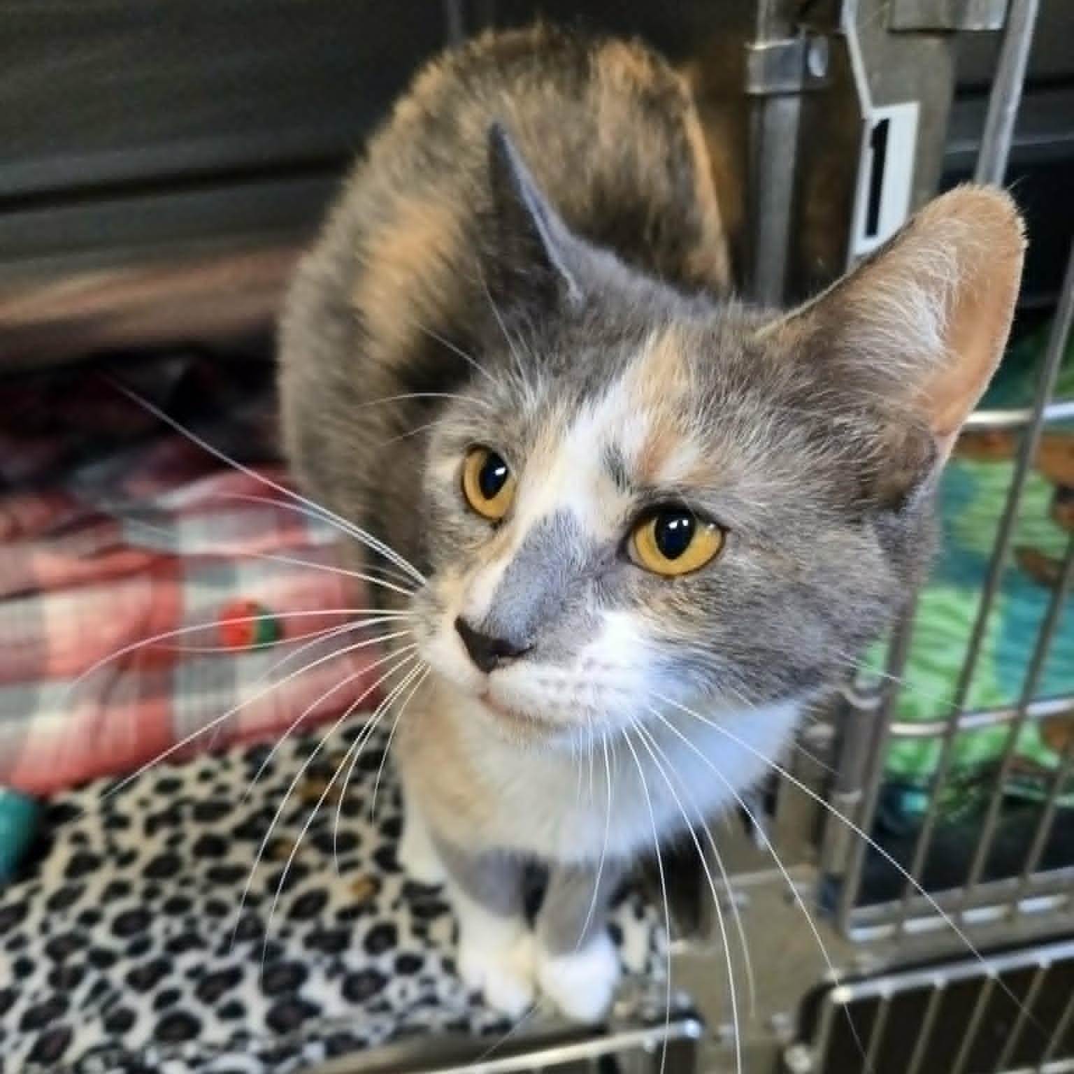 Enlarge Lavender (At Petco), a ADOPTABLE Domestic Short Hair in Watertown, WI image 2/3