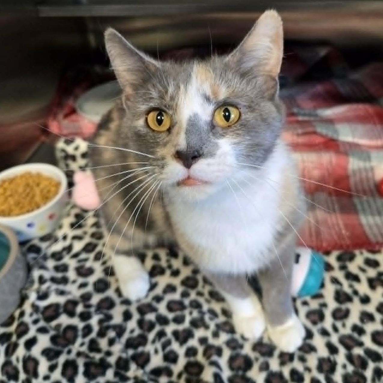 Lavender (At Petco), ADOPTABLE, Young Female Domestic Short Hair.