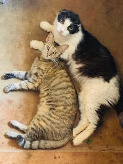 Enlarge Gizmo, a Adoptable Domestic Short Hair in Mililani, HI image 2/4