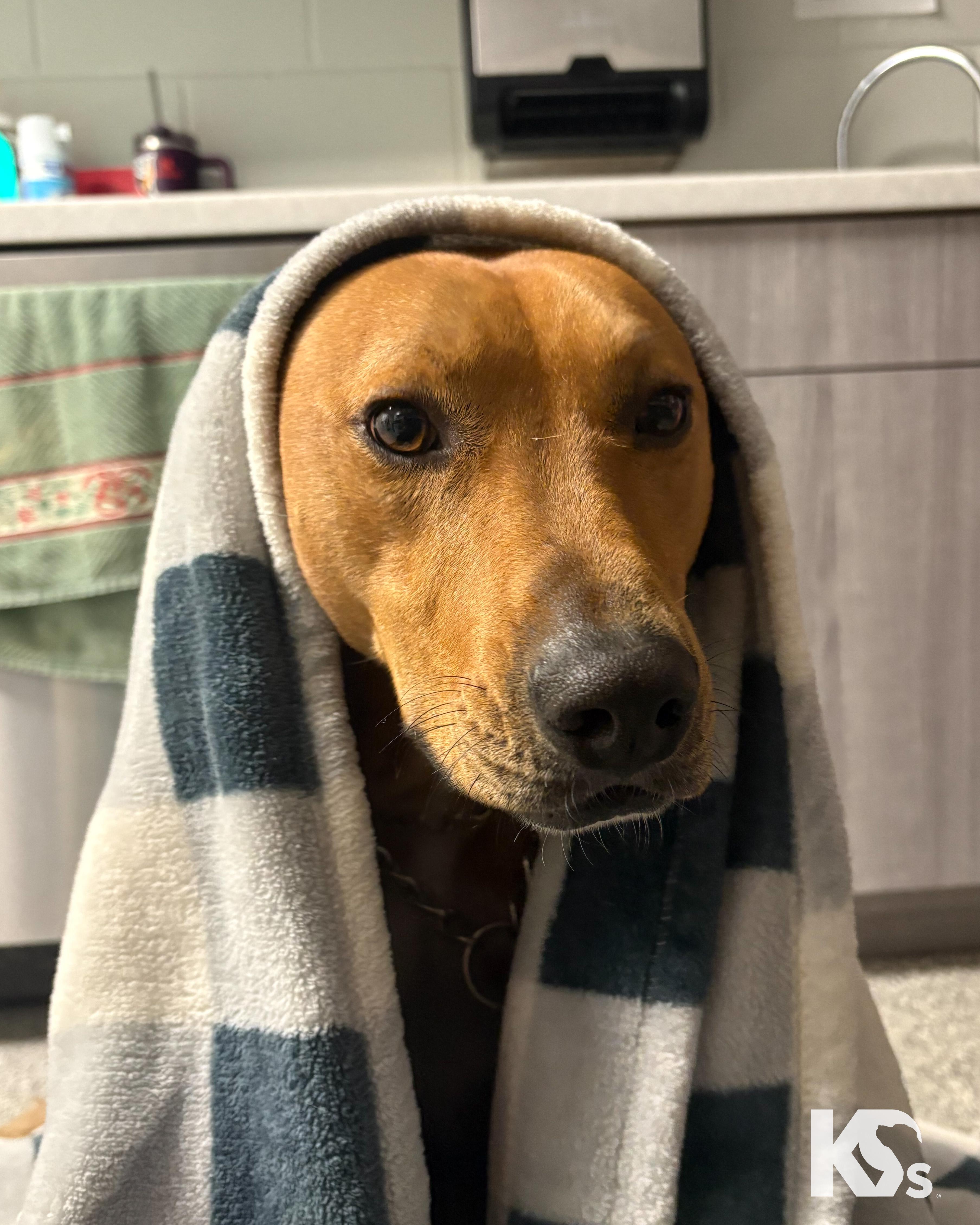 Enlarge Ra, a Adoptable mixed breed in Ponte Vedra, FL image 6/6