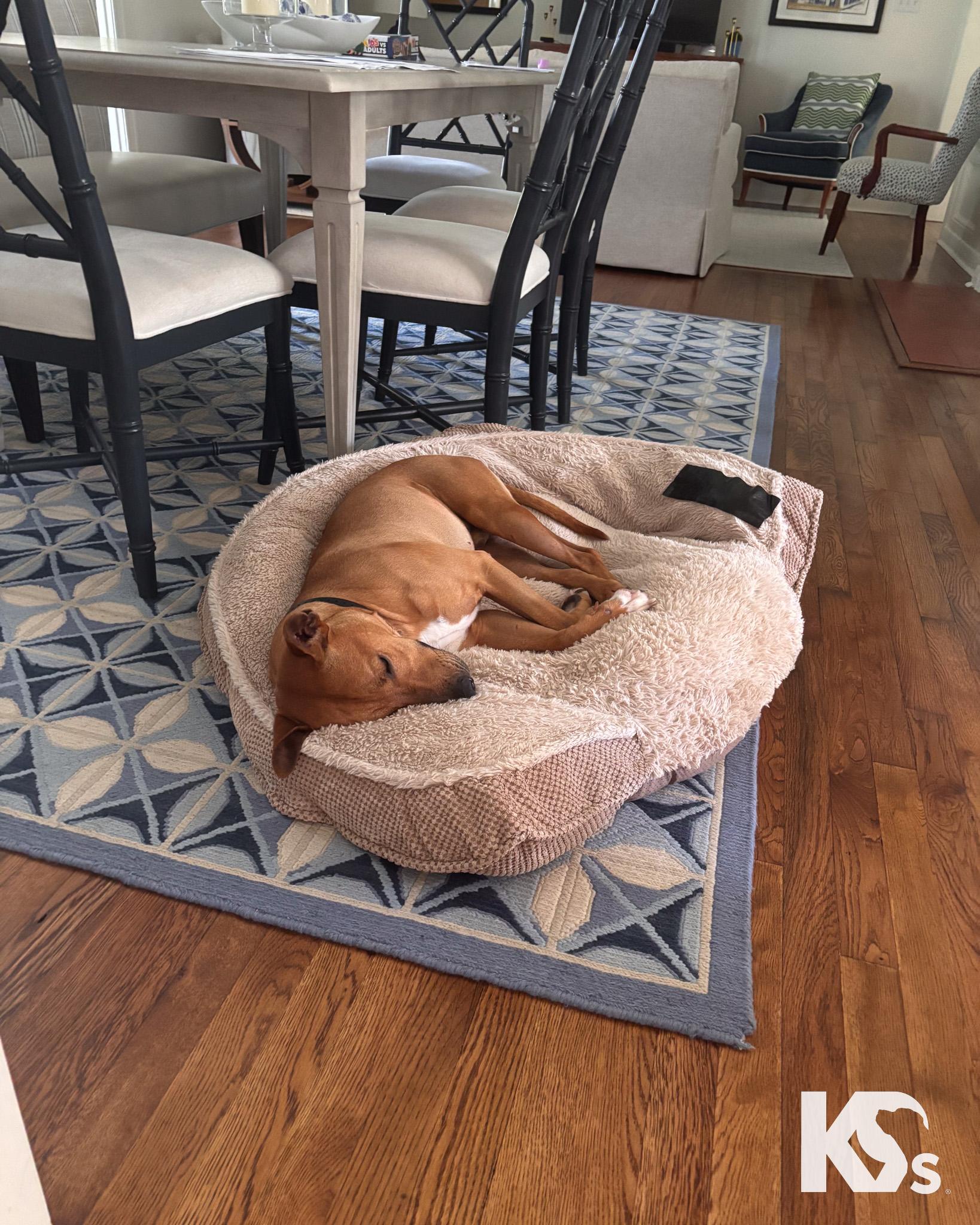 Ra, a Adoptable mixed breed in Ponte Vedra, FL image 2/6