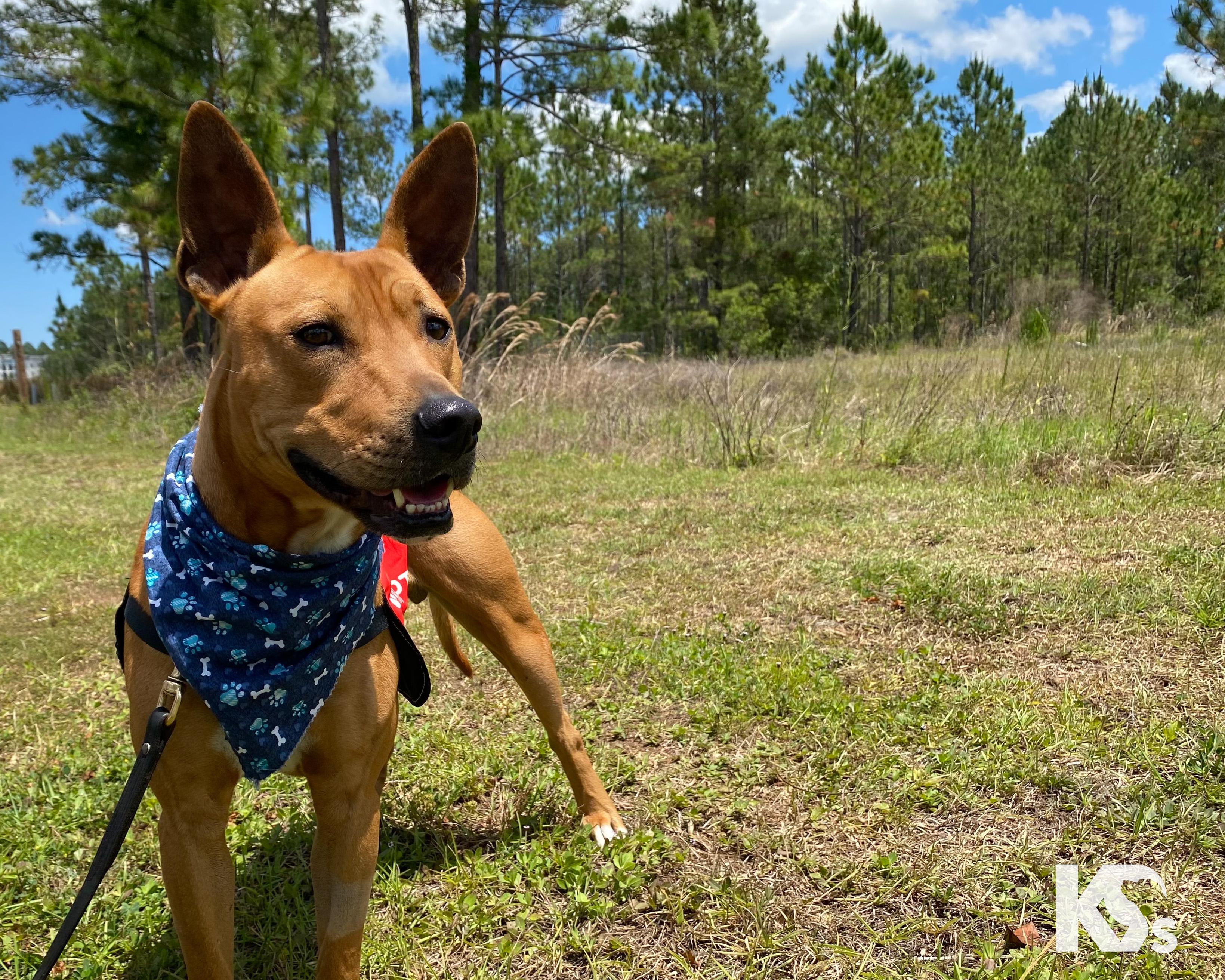 Ra, Adoptable, Young Male Pharaoh Hound & Bull Terrier.