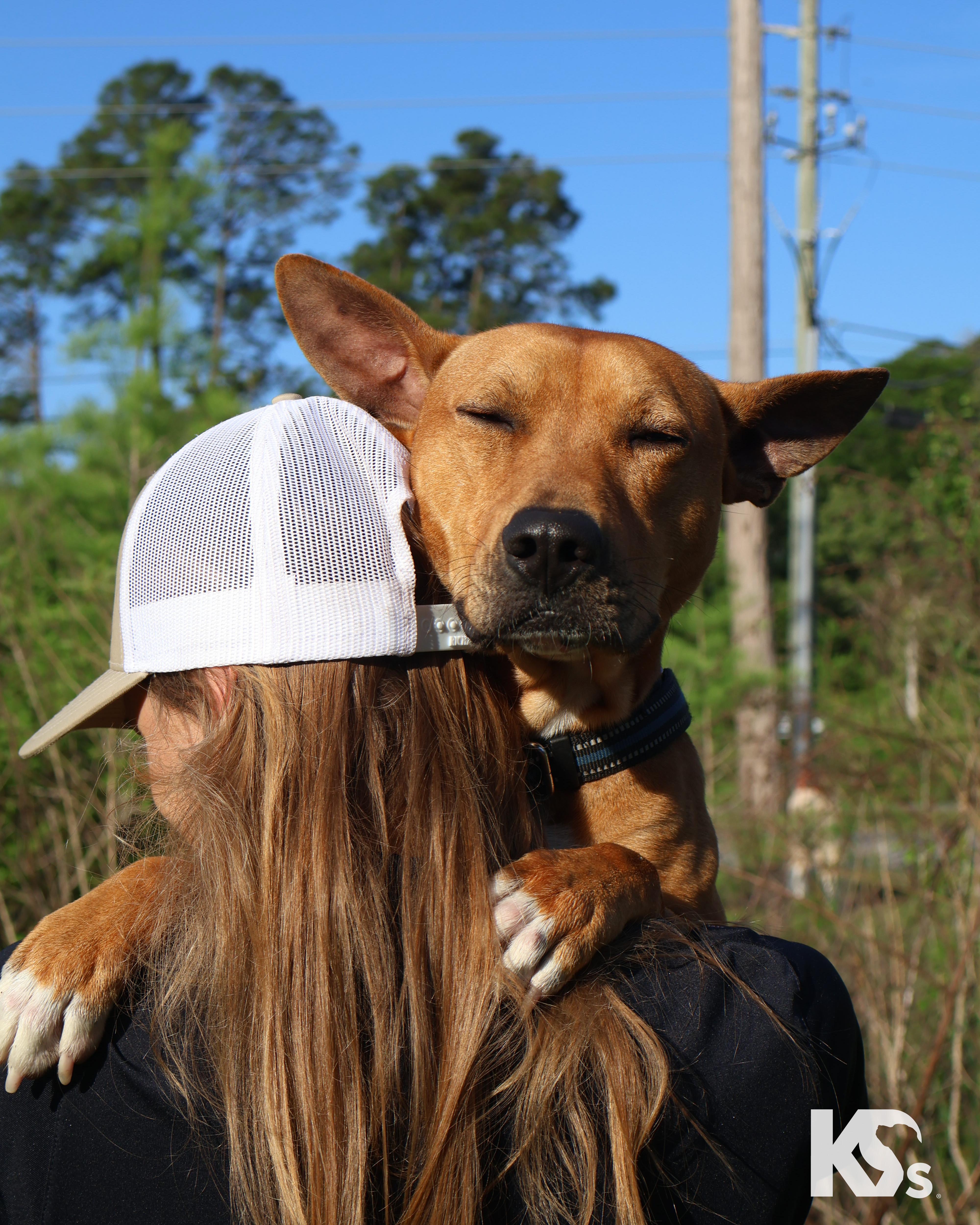 Ra, a Adoptable mixed breed in Ponte Vedra, FL image 6/6