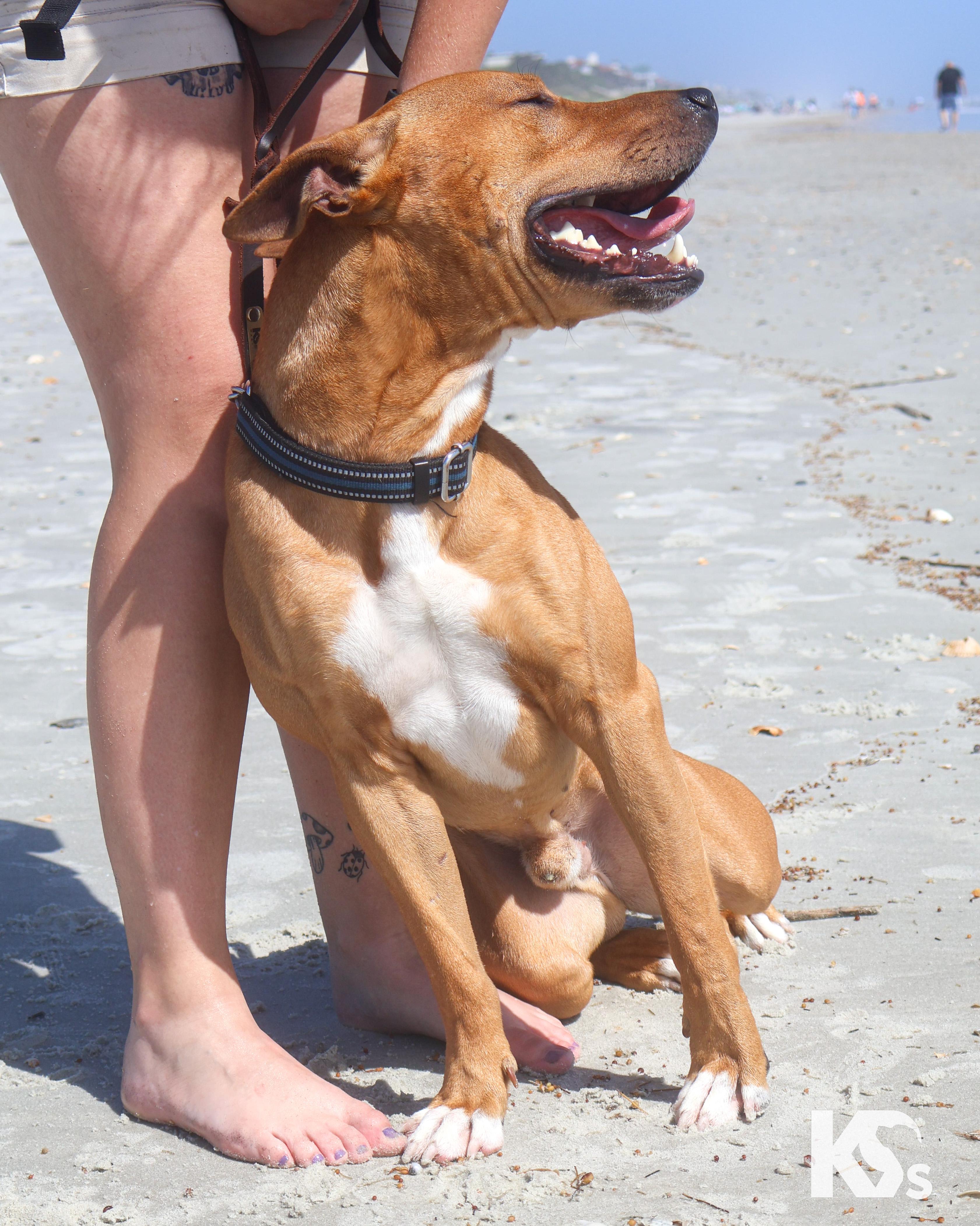 Enlarge Ra, a Adoptable mixed breed in Ponte Vedra, FL image 5/6