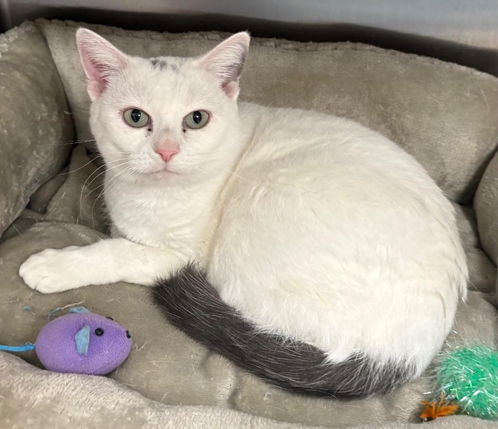 Enlarge Bella, a Adoptable mixed breed in Greeneville, TN image 1/1