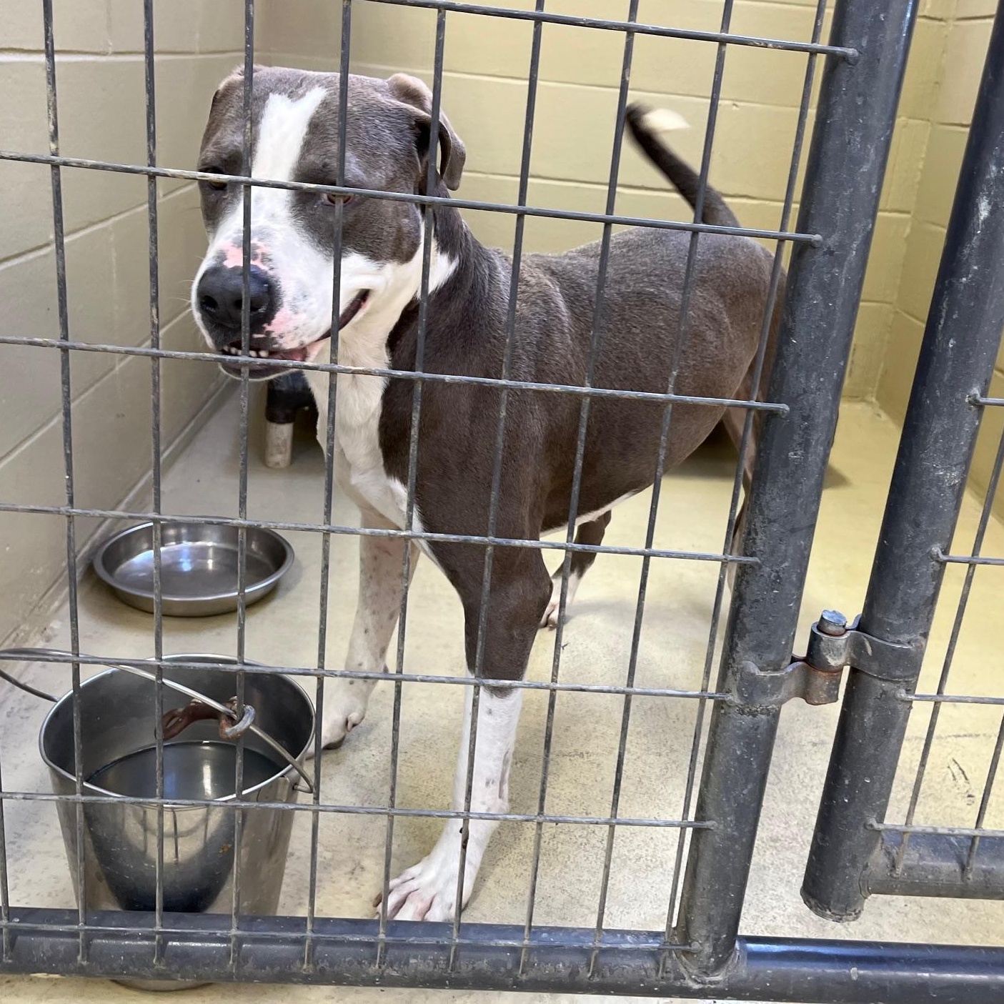 Apollo One, Adoptable, Adult Male Pit Bull Terrier & Hound.