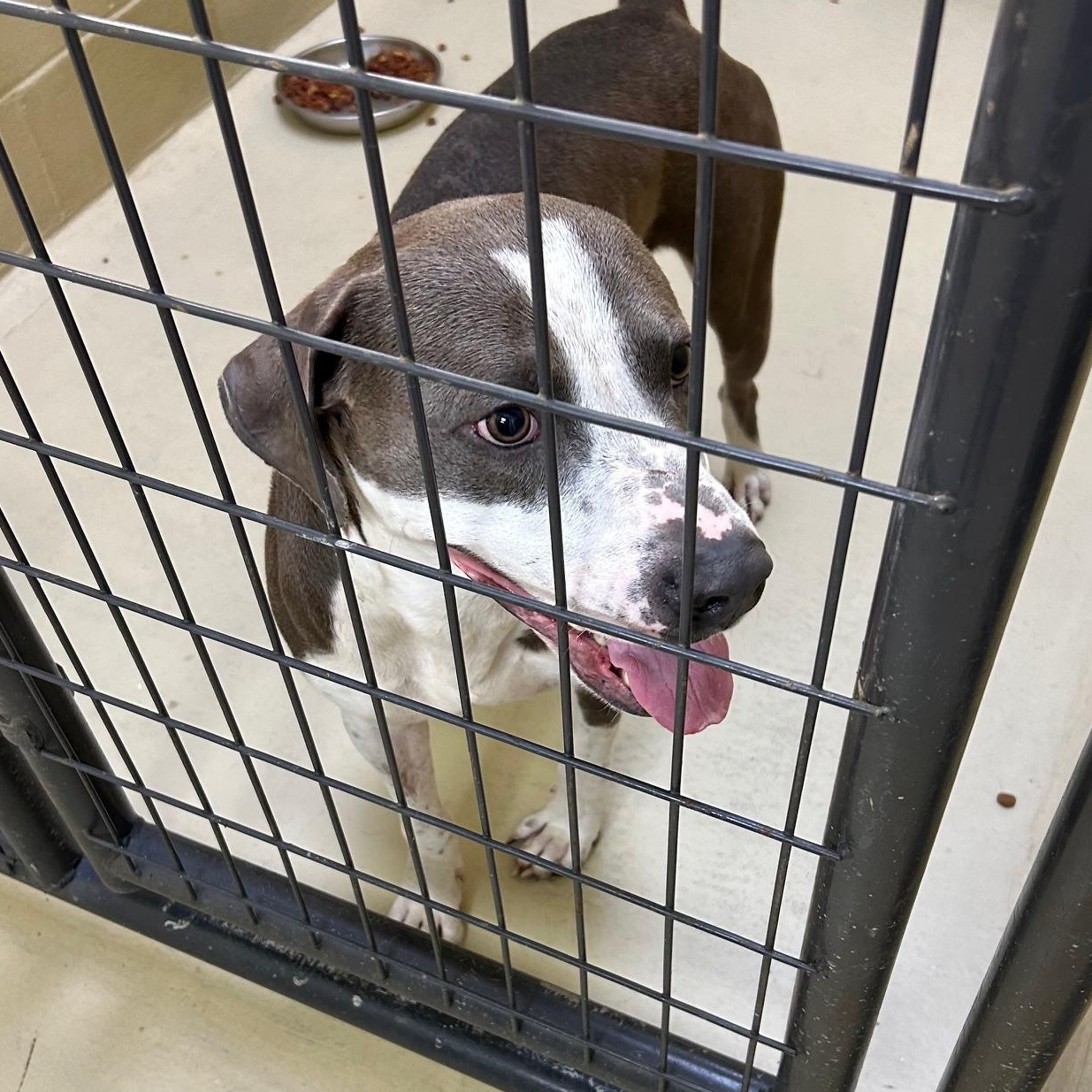 Apollo One, a Adoptable mixed breed in Clarksville, VA image 2/6