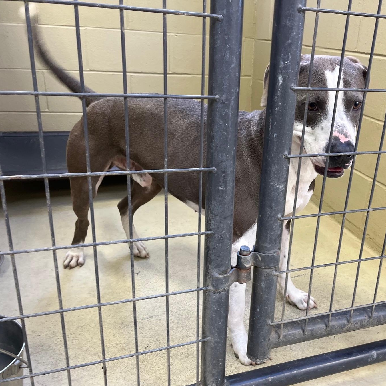 Apollo One, a Adoptable mixed breed in Clarksville, VA image 3/6