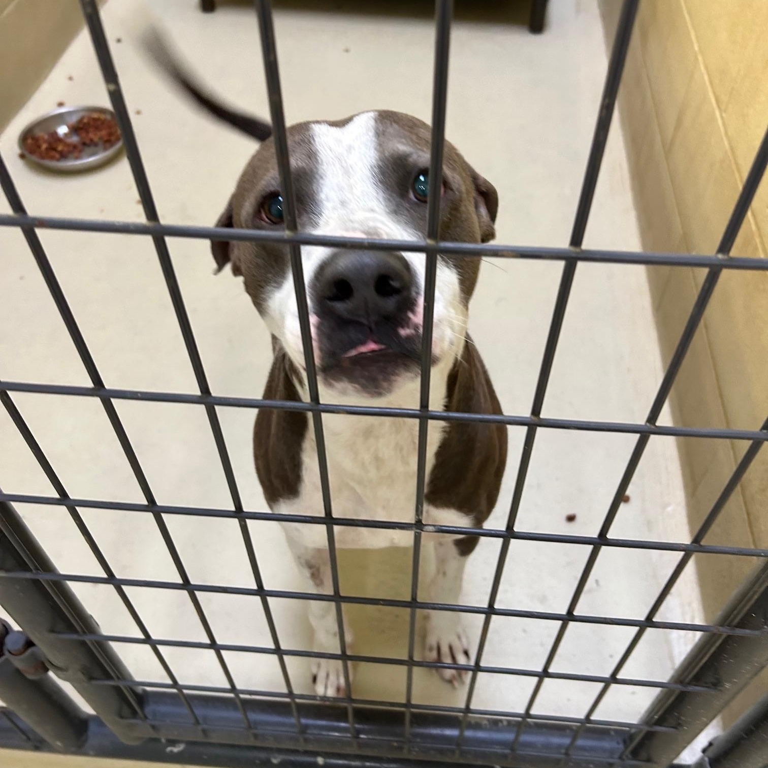 Apollo One, a Adoptable mixed breed in Clarksville, VA image 4/6