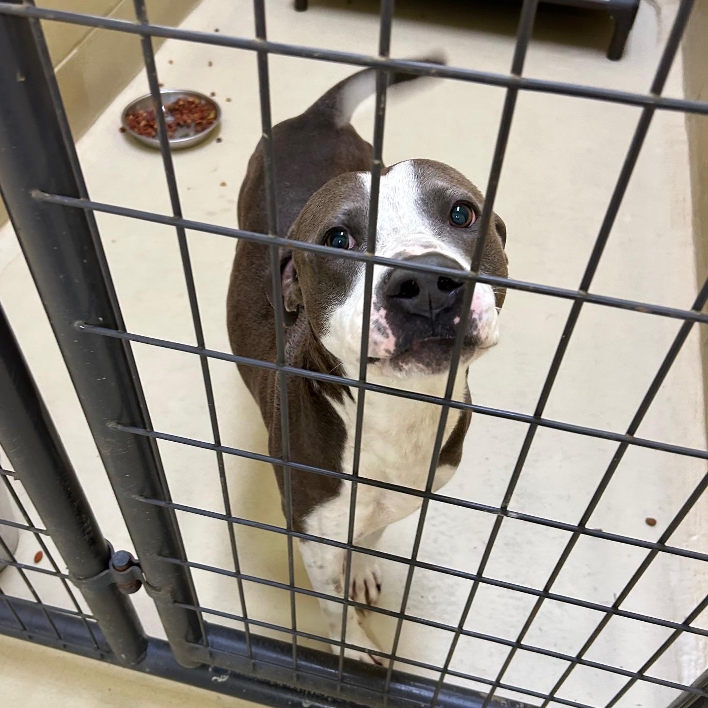 Apollo One, a Adoptable mixed breed in Clarksville, VA image 5/6