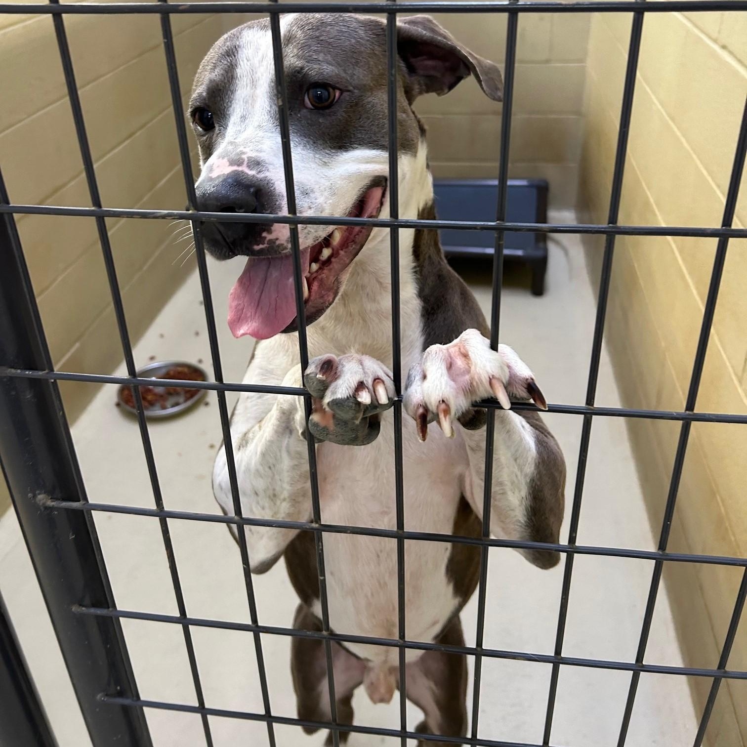 Apollo One, a Adoptable mixed breed in Clarksville, VA image 6/6