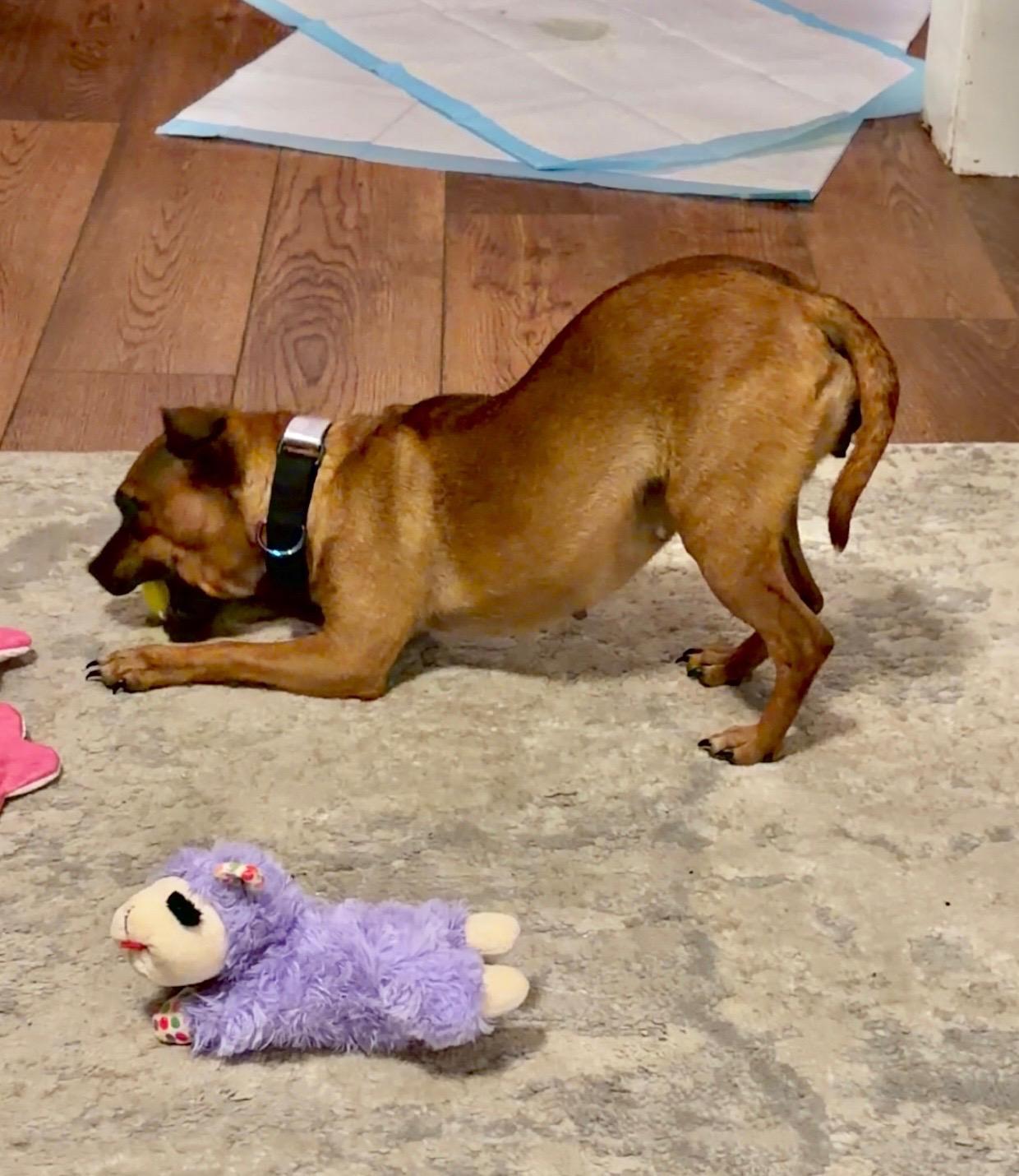 Enlarge Pammie , a ADOPTABLE Chihuahua in Woodbury, NJ image 2/3