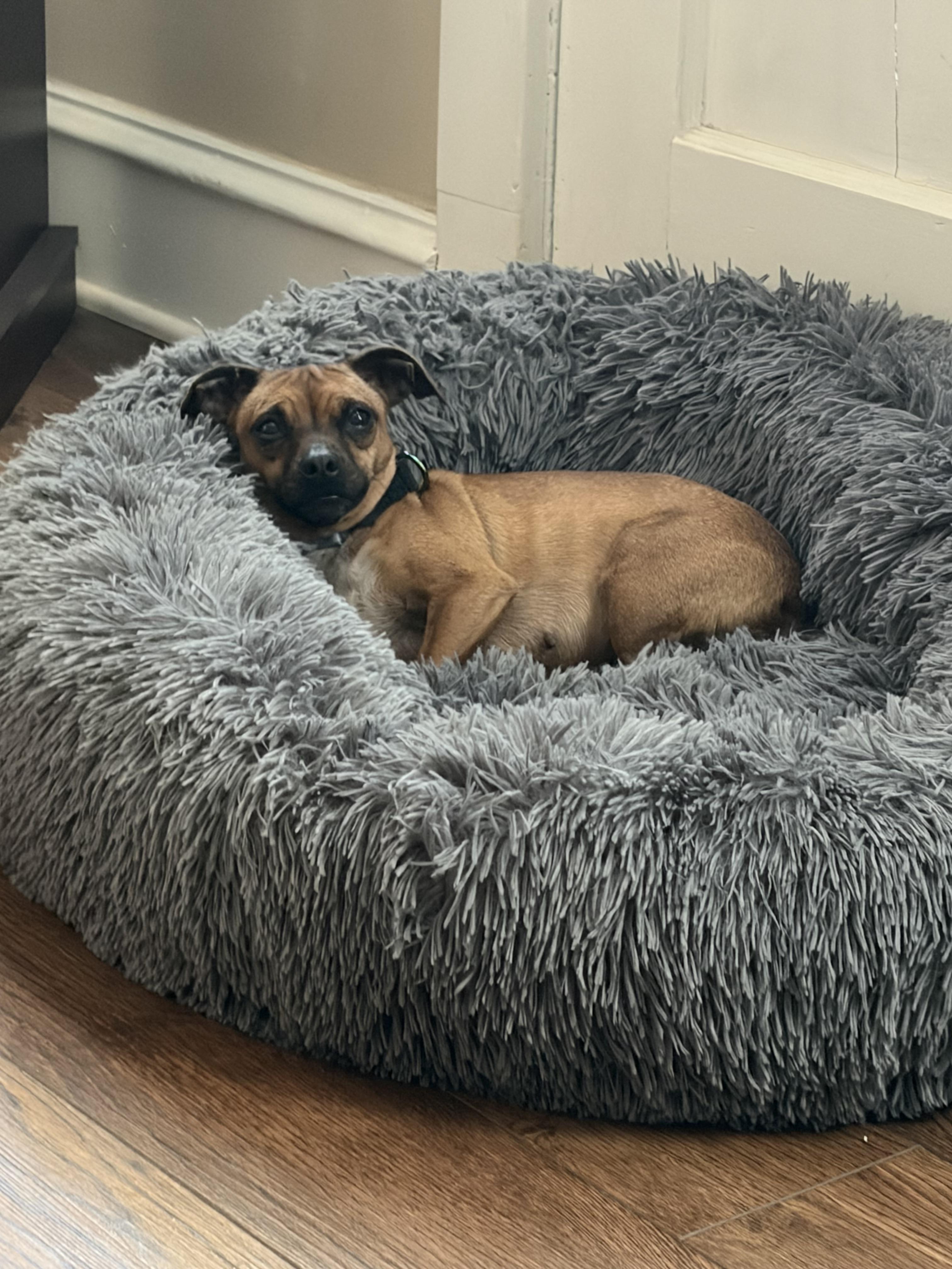 Pammie , ADOPTABLE, Adult Female Chihuahua.