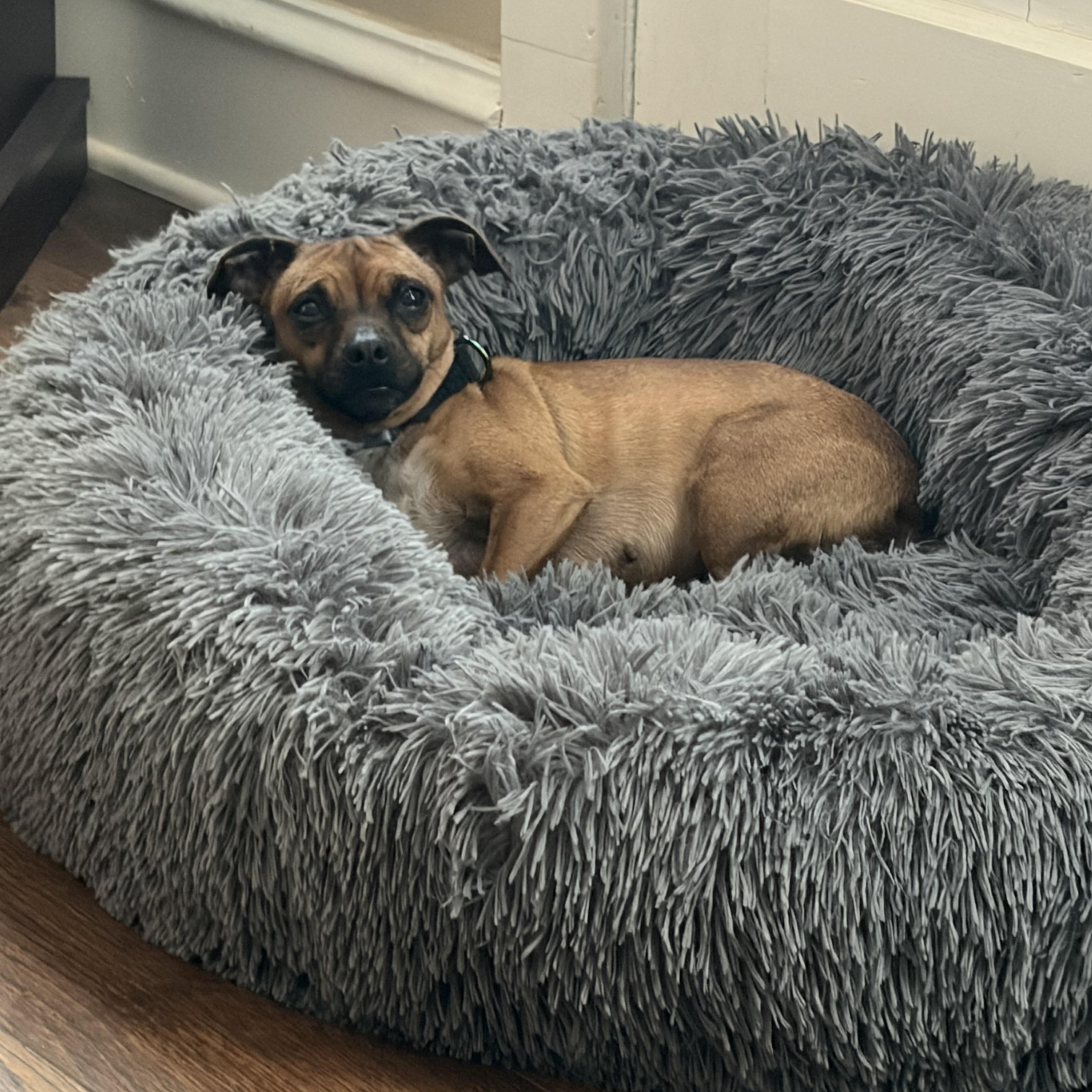 Penny, a ADOPTABLE Chihuahua in Woodbury, NJ image 1/3