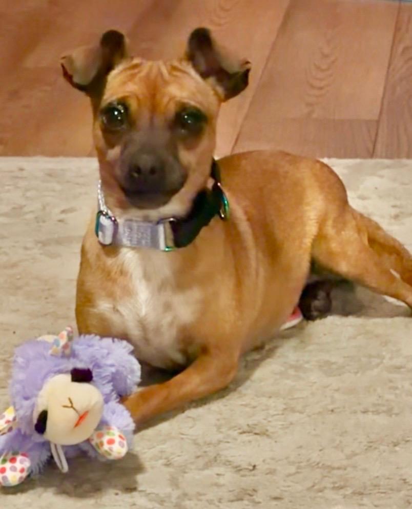 Enlarge Pammie , a ADOPTABLE Chihuahua in Woodbury, NJ image 3/3