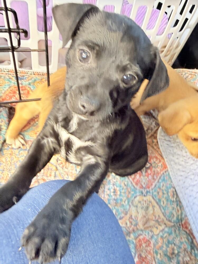 Rocket, Adoptable, Puppy Male Chihuahua & Patterdale Terrier / Fell Terrier.