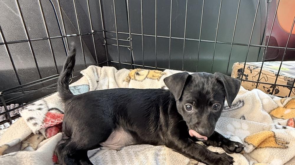 Rocket, Adoptable, Puppy Male Chihuahua & Patterdale Terrier / Fell Terrier.