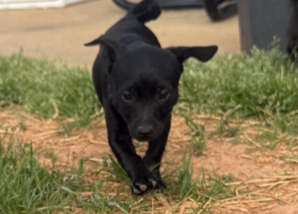 Enlarge Rocket, a Adoptable mixed breed in Hartwell, GA image 3/6