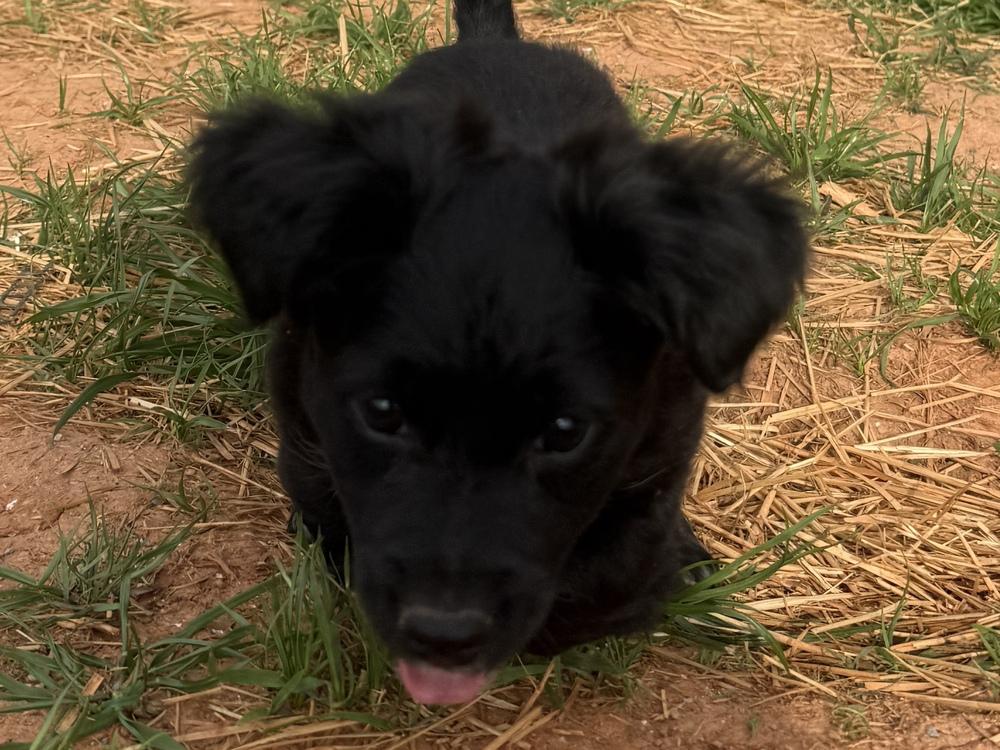 Enlarge Rocket, a Adoptable mixed breed in Hartwell, GA image 4/6