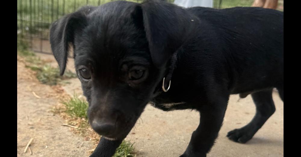 Enlarge Rocket, a Adoptable mixed breed in Hartwell, GA image 2/6